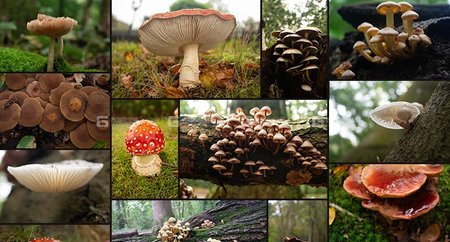奇幻森林的蘑菇照片参考照片_07.jpg