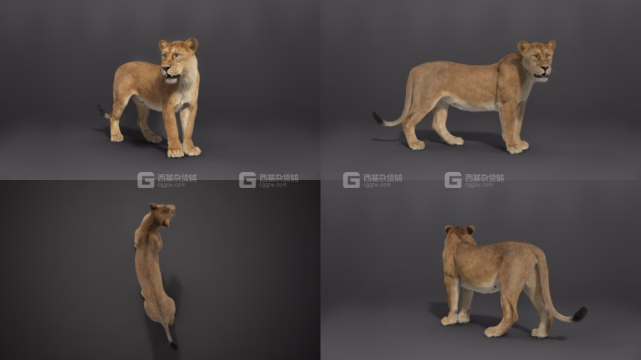 Blender狮子绑定3D模型 VFXGrace – Female Lion Rigged_04.avif