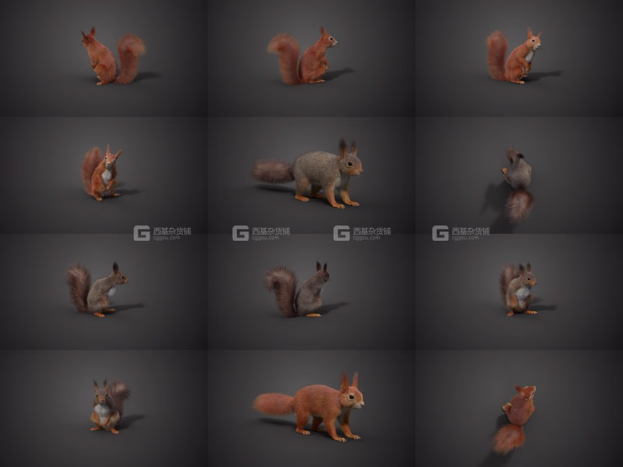 Blender高精度带绑定和贴图的红色松鼠模型_13.avif