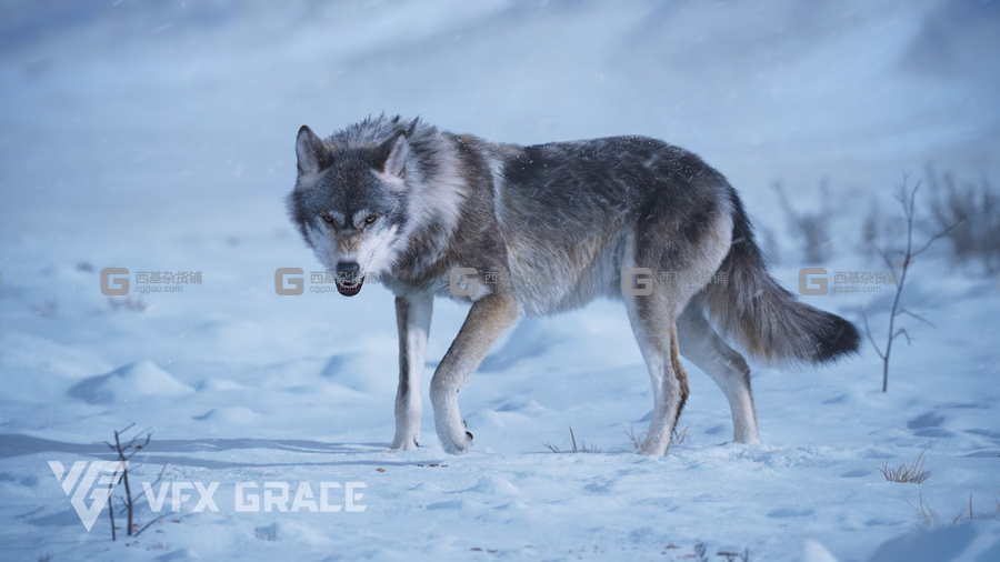 野狼绑定动画3D模型 Wolf Animation – VFX Grace_33.avif