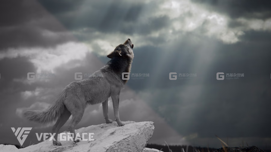 野狼绑定动画3D模型 Wolf Animation – VFX Grace_24.avif