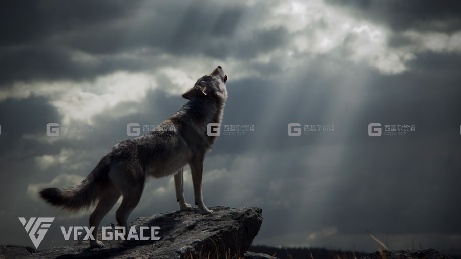 野狼绑定动画3D模型 Wolf Animation – VFX Grace_25.avif