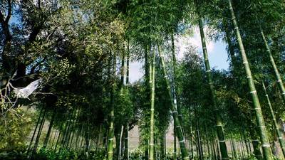 亚洲竹林 Bamboo Asian forest_07.jpg