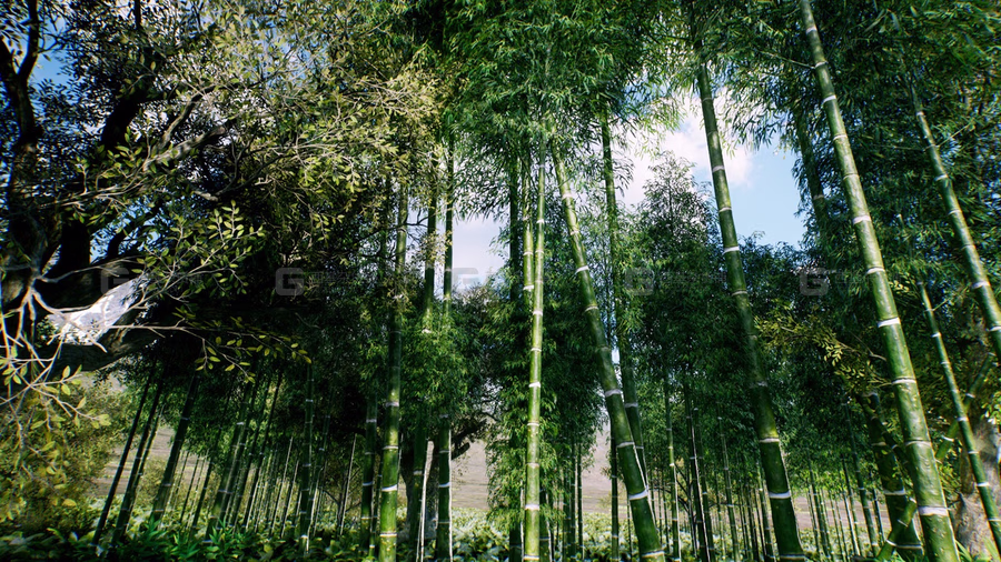 亚洲竹林 Bamboo Asian forest_25.avif