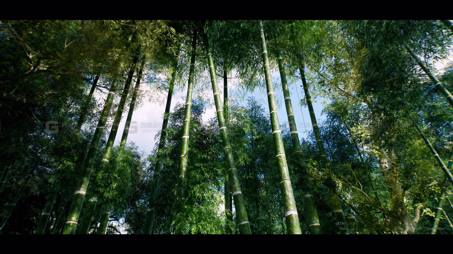 亚洲竹林 Bamboo Asian forest_62.avif
