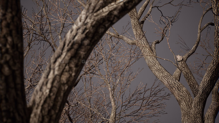 枯树 Foliage VOL.8 - Dead Trees (Nanite and Low Poly)_80.avif