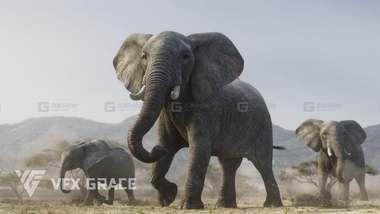 非洲大象绑定3D模型 African Elephant Animated – VFX GraceFM.jpg