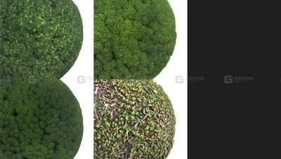 00_无缝青苔植被苔藓草地贴图 Moss Seamless Texture Patterns 2k (20482048)  PNG 4  JPG 4 File Formats-FM.jpg